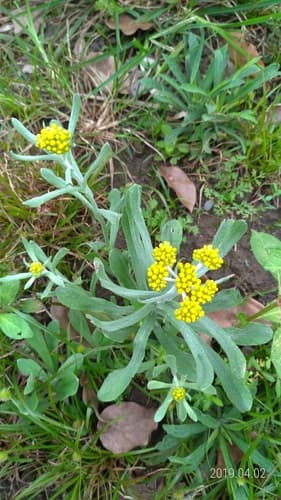 Cudweed 2