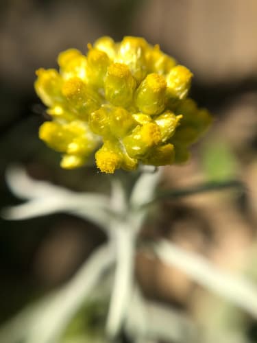 Cudweed 3