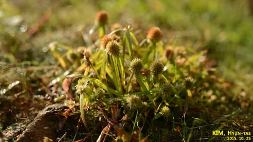 Short-leaf Spikesedge 2