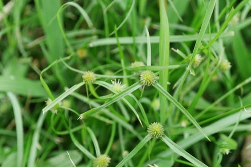 Short-leaf Spikesedge 3