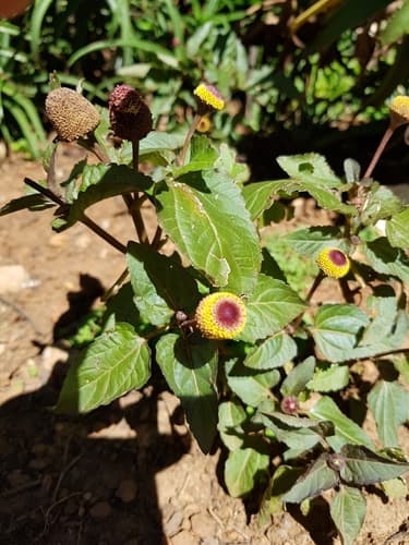 Toothache Plant 2