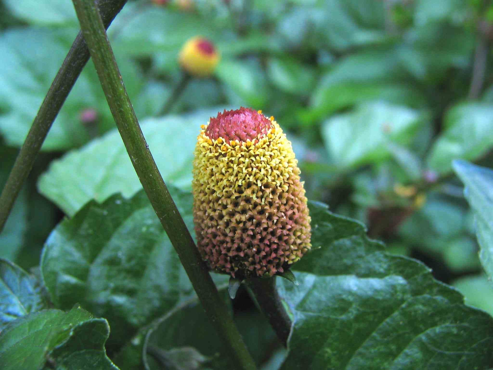 Toothache Plant 3