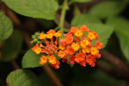 Lantana 2