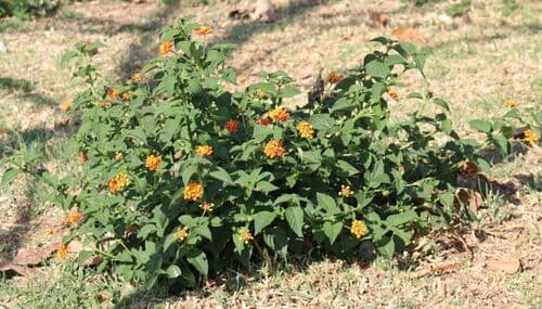 Lantana 3