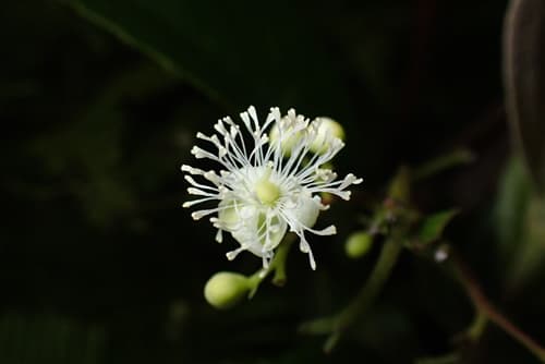 Asian Tetracera 2