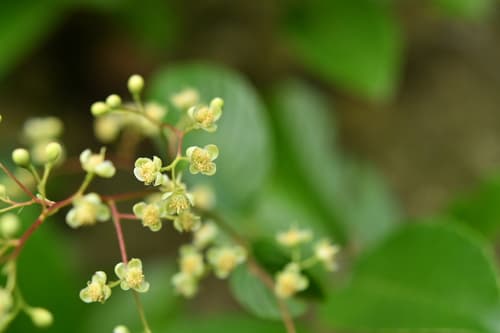 Asian Tetracera 3