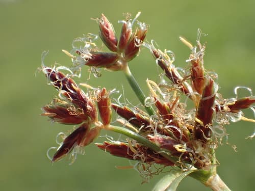 Nutgrass 2
