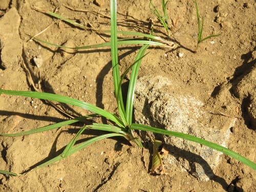 Nutgrass 3