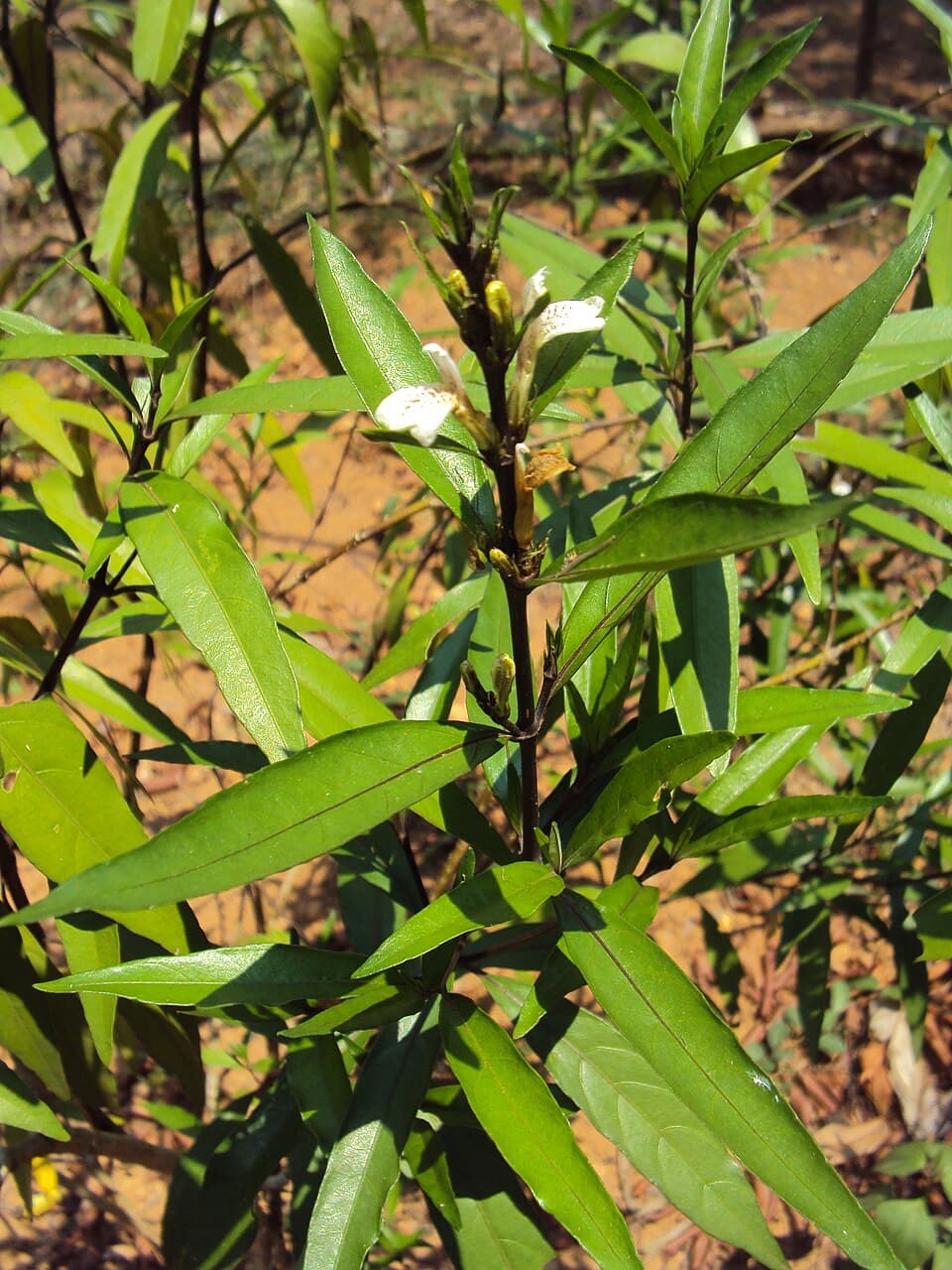 Willow-leaved Justicia 2