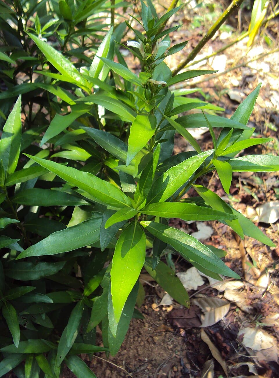 Willow-leaved Justicia 3