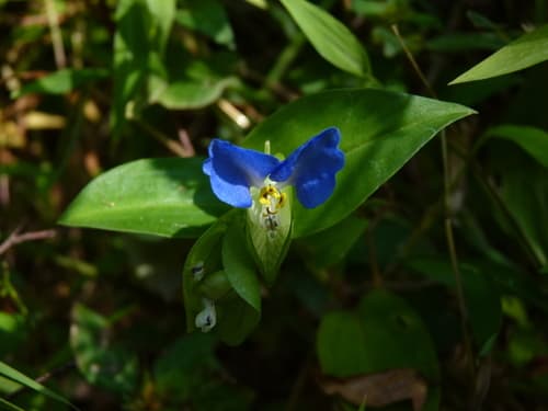 Dayflower 2