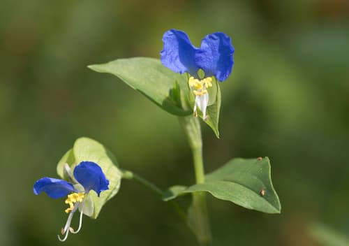 Dayflower 3