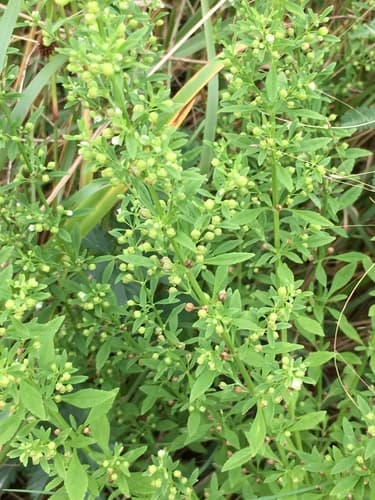 Licorice Weed 2