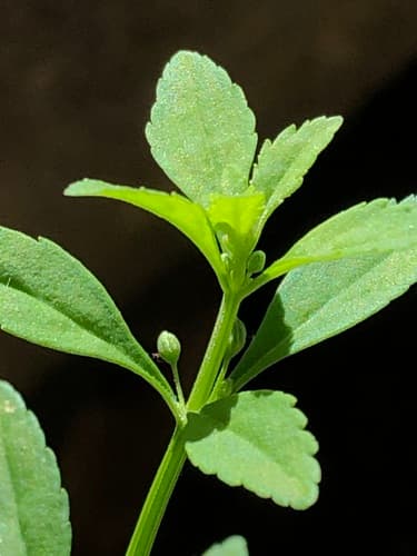 Licorice Weed 3