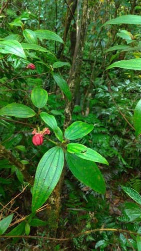 Wild Peony 3