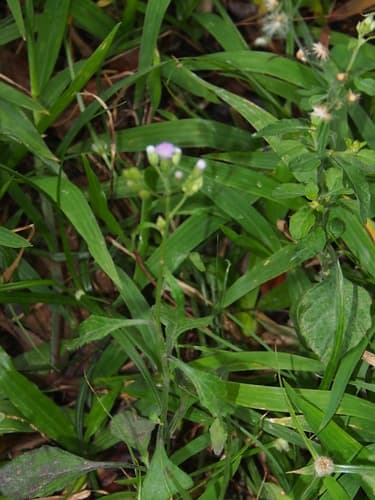 Little Ironweed 2