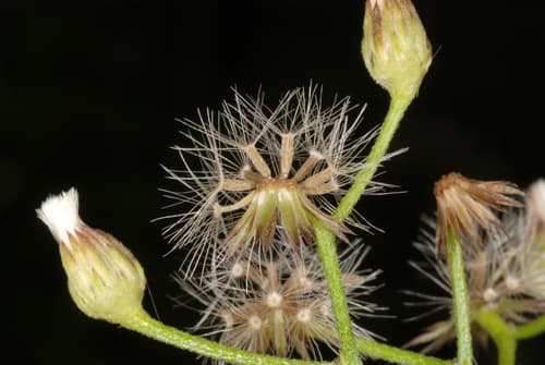 Little Ironweed 3