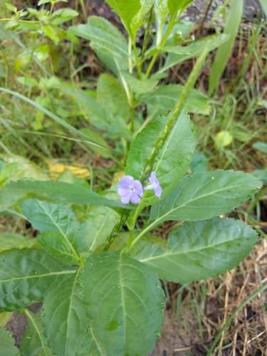 Blue Porterweed 2