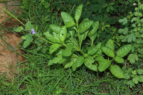 Blue Porterweed 3