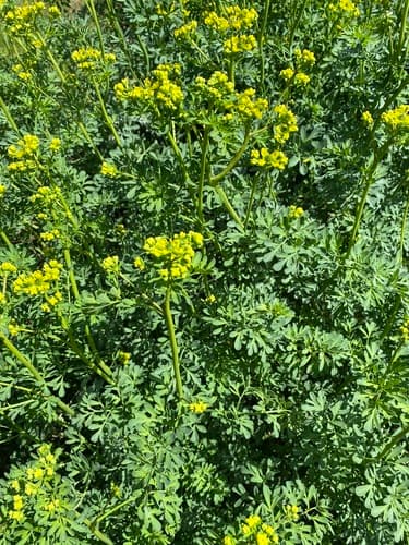 Common Rue 2