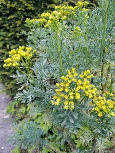 Common Rue 3