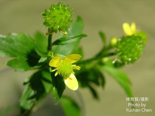 Canton Buttercup 2