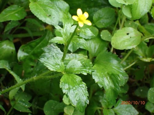 Canton Buttercup 3