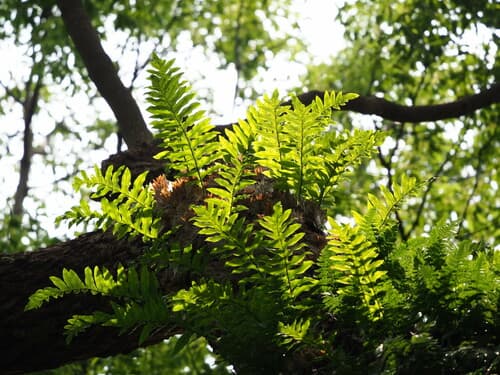 Fortune's Drynaria Fern