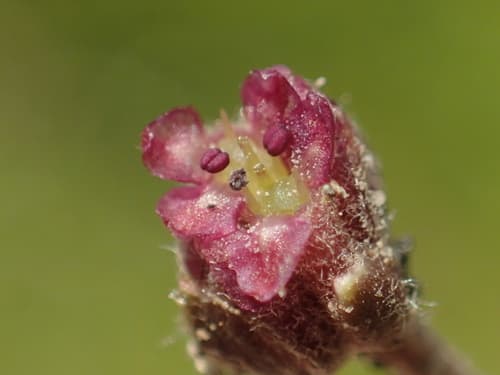 Asiatic Pennywort