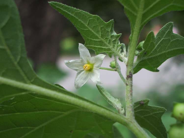 Black Nightshade