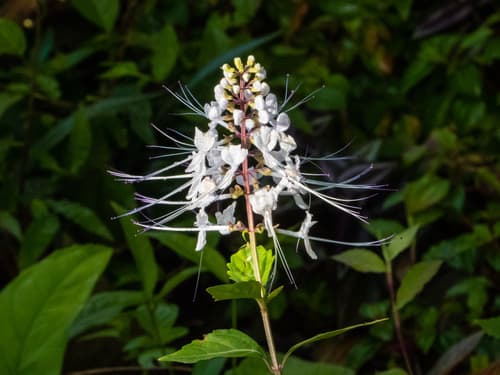 Cat's Whiskers