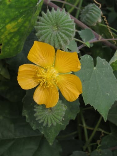 Indian Mallow