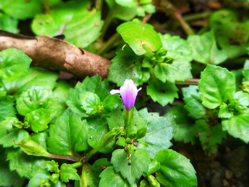 Malaysian False Pimpernel