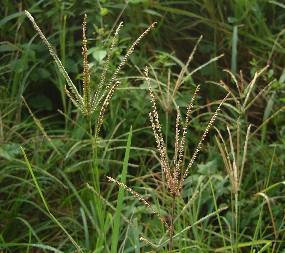 Goosegrass
