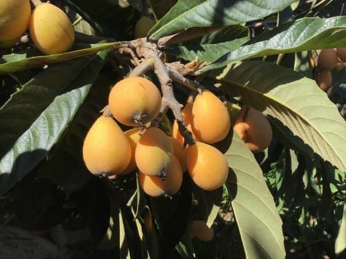 Loquat