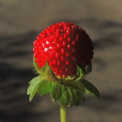 Mock Strawberry