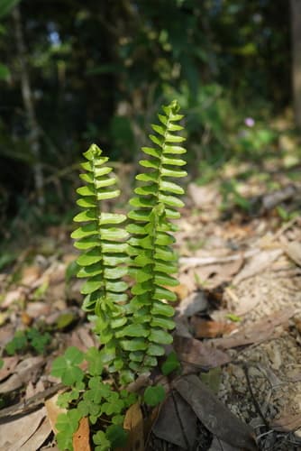 Sword Fern