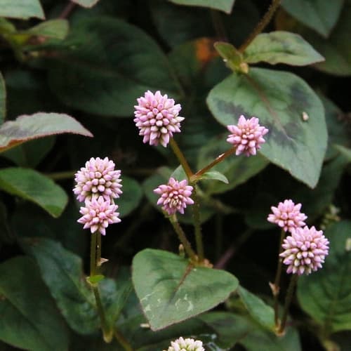 Pinkhead Smartweed
