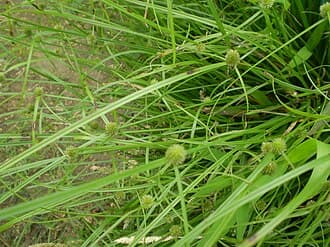 Short-leaf Spikesedge