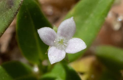 Flat-top Mille Graines