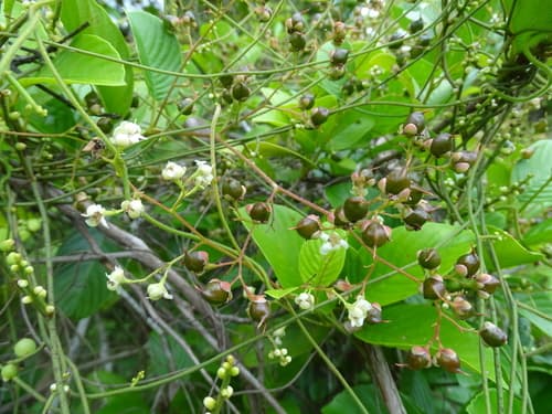 Asian Tetracera