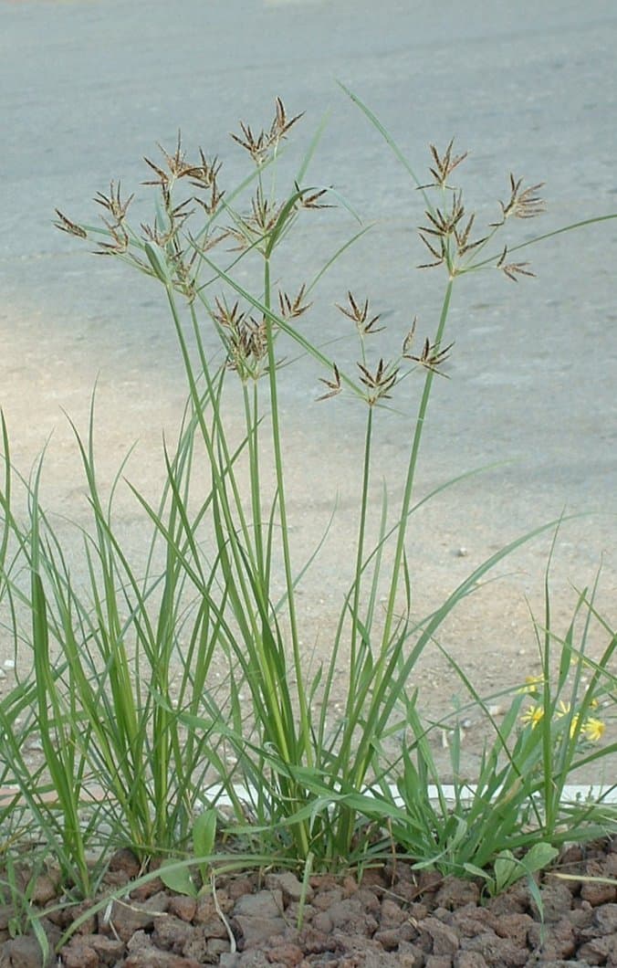 Nutgrass