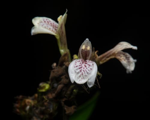 Willow-leaved Justicia