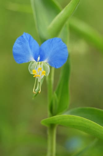 Dayflower